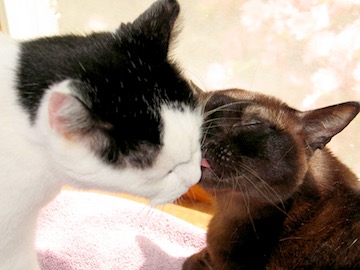 a little black cat grooms his best friend, a gray & white cat